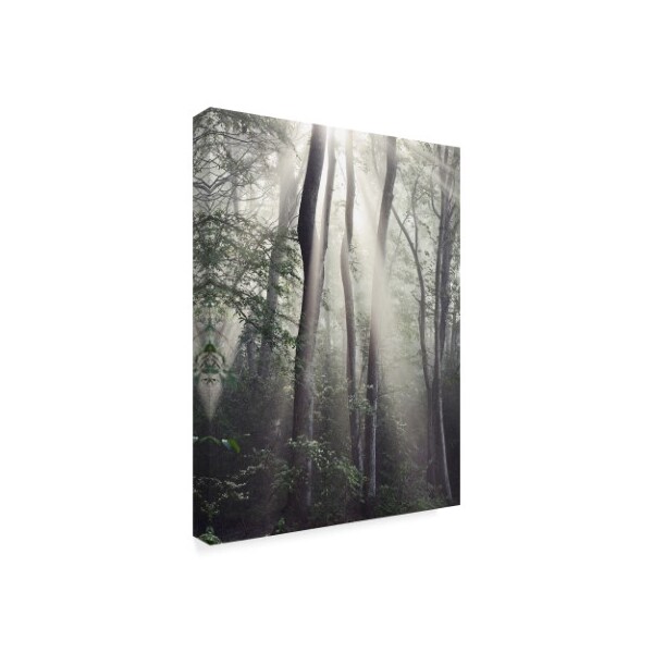 Nicholas Bell Photography 'Woodland Sun' Canvas Art,14x19